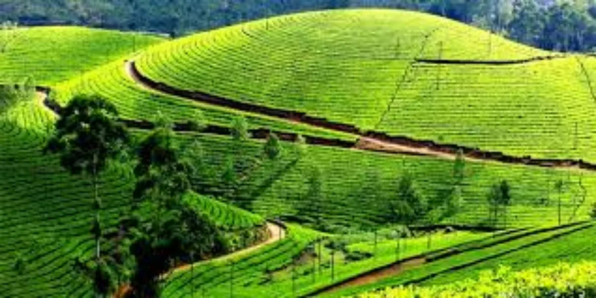 Kerala Munnar & Alleppey